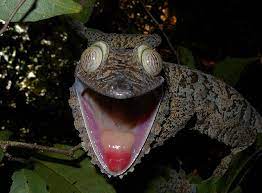 Leaftail Geckos