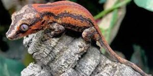 Gargoyle geckos