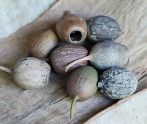 Blue Gum Seed Pod